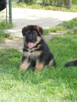 /album/puppy/krpcek-201-jpg/